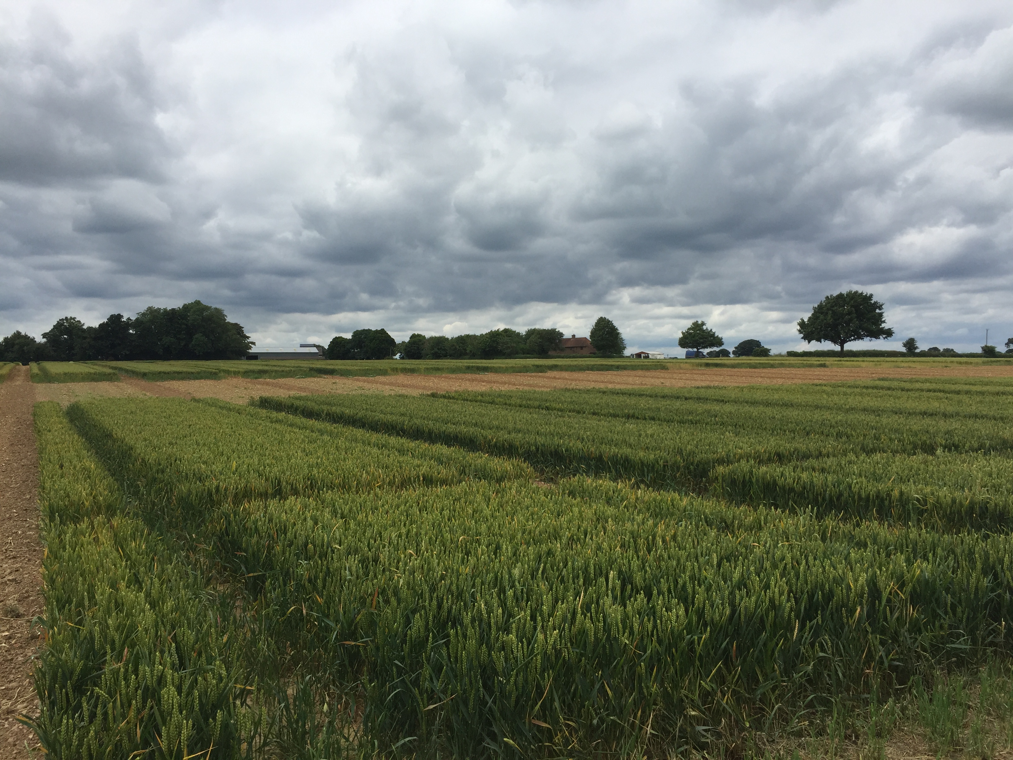 The Broadbalk experiment, Rothamsted (photograph taken 2016)